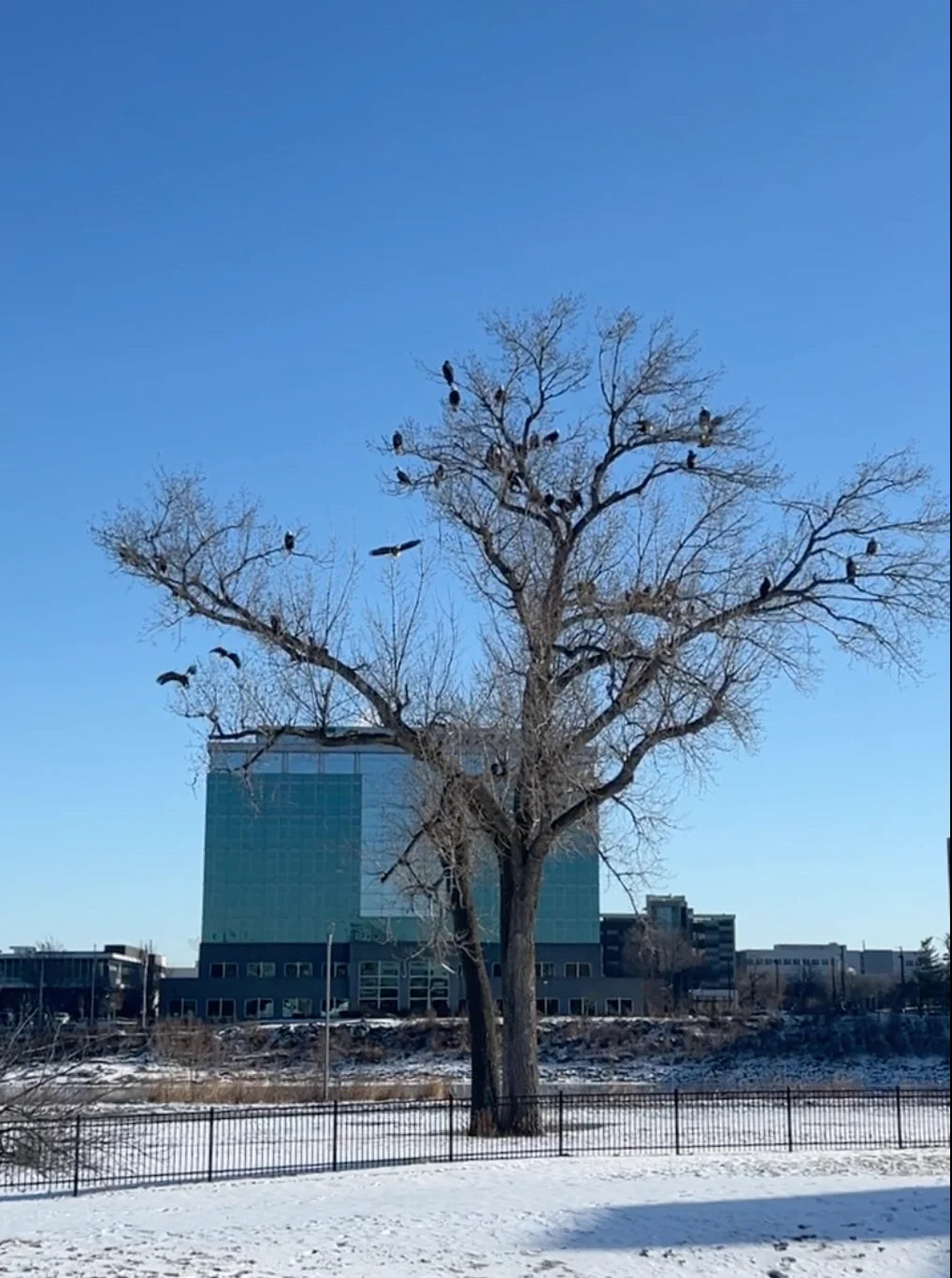 Small Joys: Our Eagle Tree